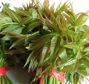 腌香椿芽怎么腌好吃_好吃芽腌制香椿怎么做_香椿芽怎么腌制好吃