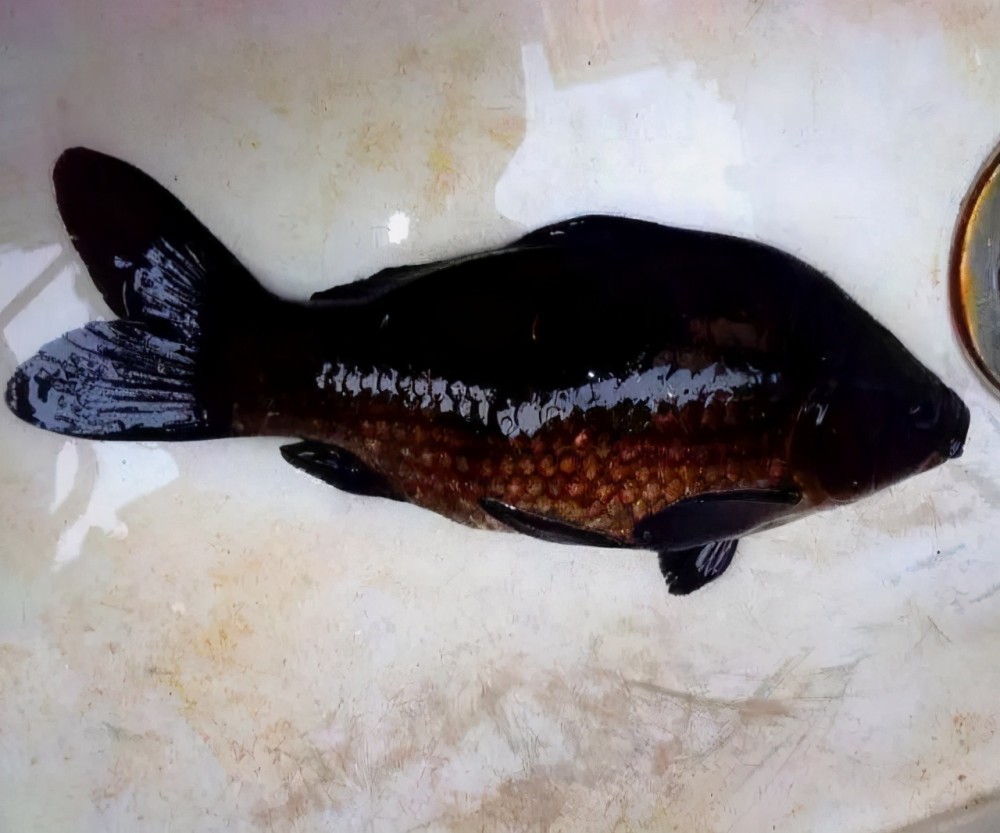 珠江一男子钓获黑鲫鱼全身漆黑如墨老大爷赶紧放了