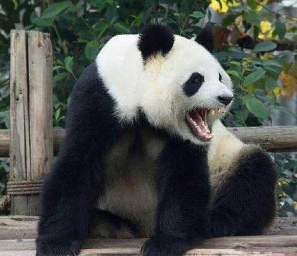 狮子老虎为何不敢动大熊猫?那是你没听过,它这一霸气侧漏的名字
