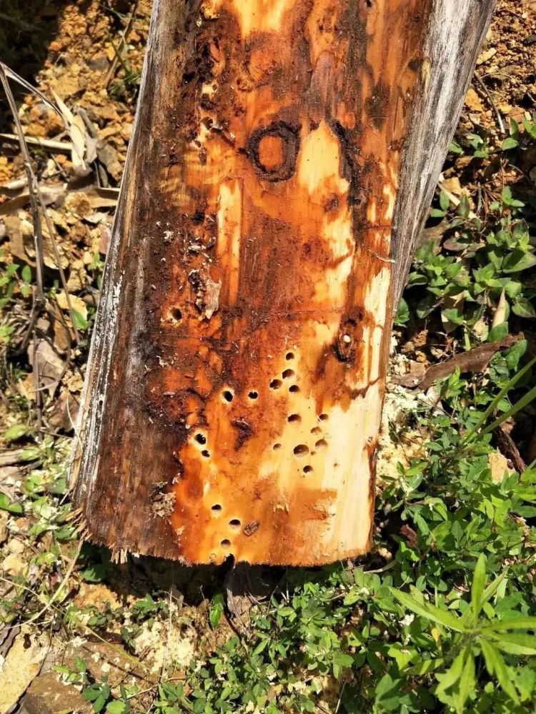 优先选择树木长势较弱的松树蛀孔产卵,而感染松材线虫的松树长势变弱