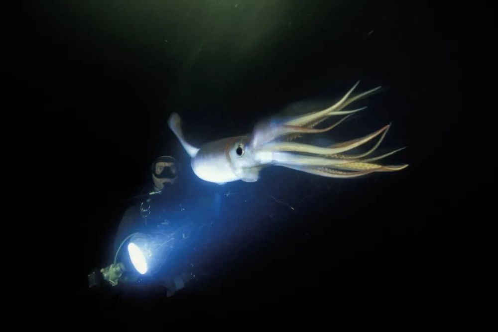 图自:mark conlin / getty images洪堡乌贼是一种会飞的巨型乌贼.