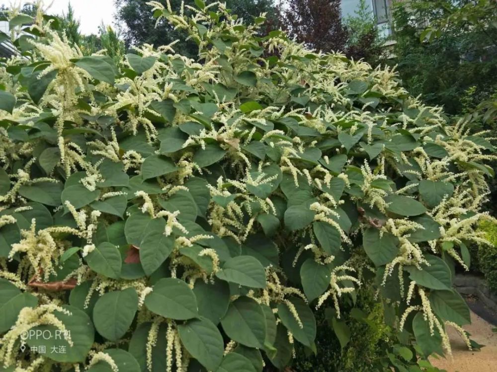 6毫克的根茎就能生根发芽,也能靠土里的根茎繁殖,虎杖可以开花结果