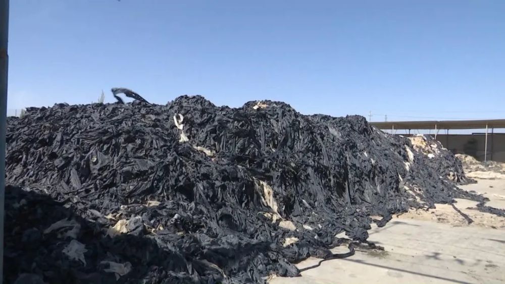 金塔县利用废旧地膜创造绿色收益