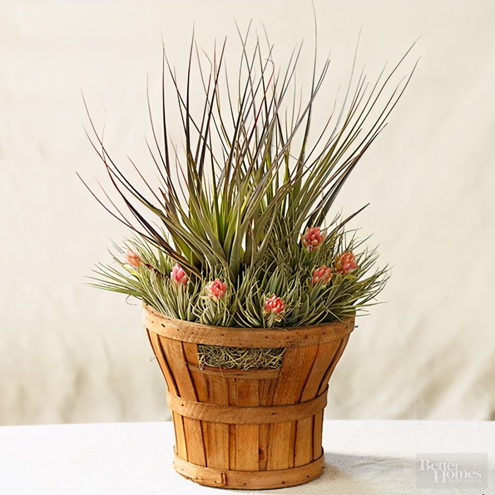 这些空气凤梨可以打造非同一般的造型让室内空间变得更有趣