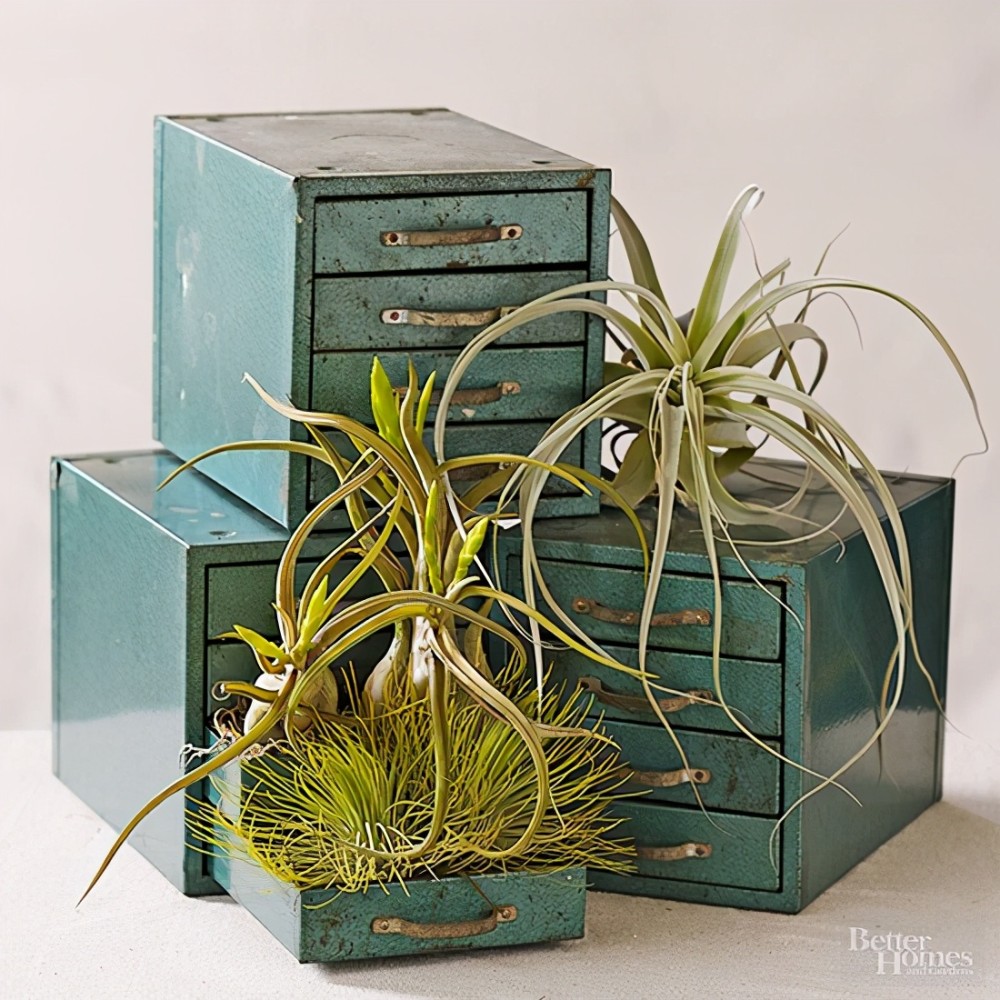 这些空气凤梨可以打造非同一般的造型让室内空间变得更有趣