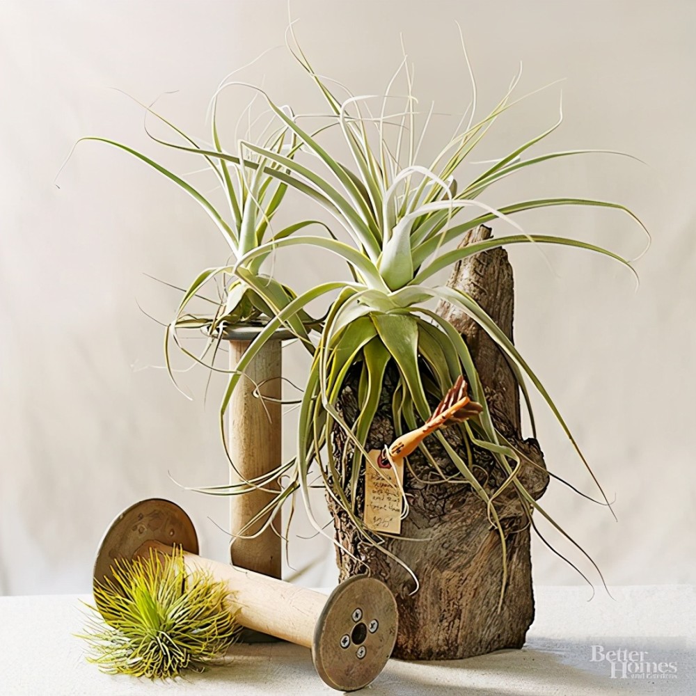 这些空气凤梨可以打造非同一般的造型让室内空间变得更有趣