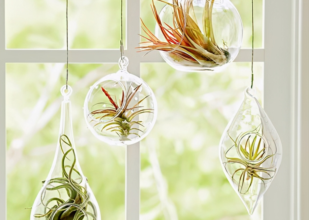 这些空气凤梨可以打造非同一般的造型让室内空间变得更有趣