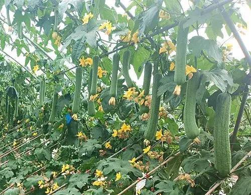 亩产16000公斤!单株能坐果16个的高产丝瓜品种来咯