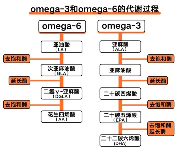 让你上火发炎的原凶之一 Omega 6深度解析 野兽生活