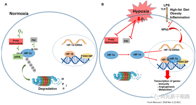 條件下也有表達hif-1mrna,,但其mrna通常被hif脯氨酰4-羥化酶完全降解