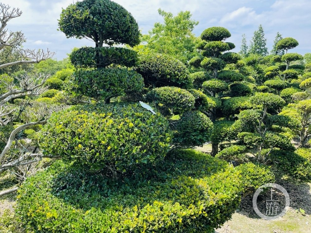 5月21日,第十届中国花卉博览会在崇明开幕,花卉交易会也同日开放.