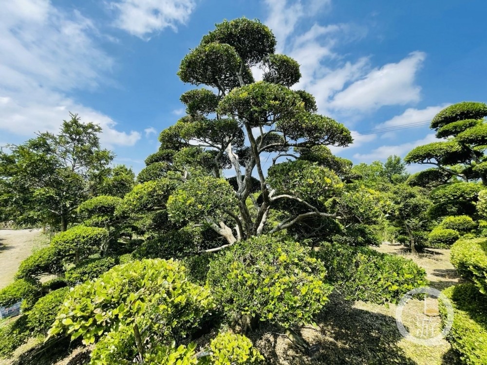 黄杨的园林封神路:两棵百年黄杨估价400万 直播打开网上销路中间商