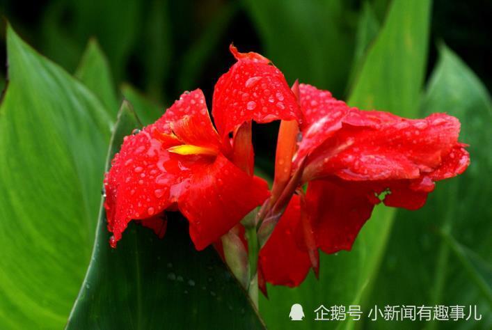 6月开始时来运转,喜讯不断,喜事连连的生肖