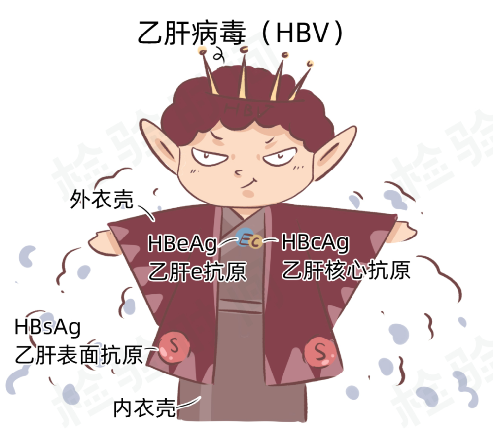 作为感染届首屈一指的大哥大,乙肝病毒有双层衣壳,表面抗原位于外衣壳