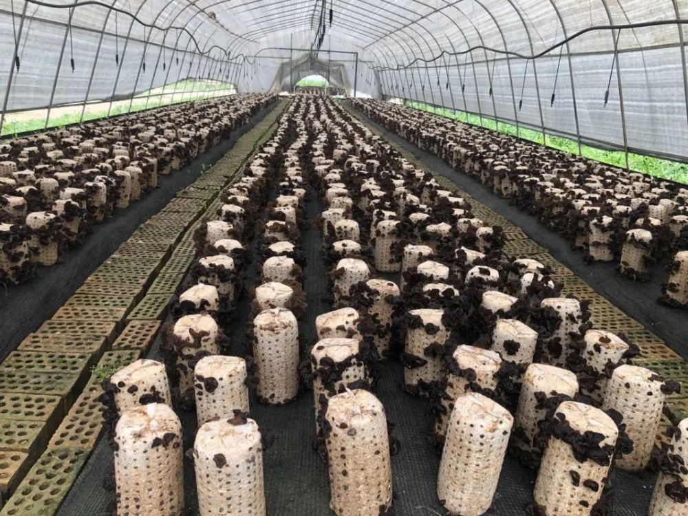 眼下正值木耳丰收时节,在依其艾日克镇乌尊阔恰村黑木耳种植基地里