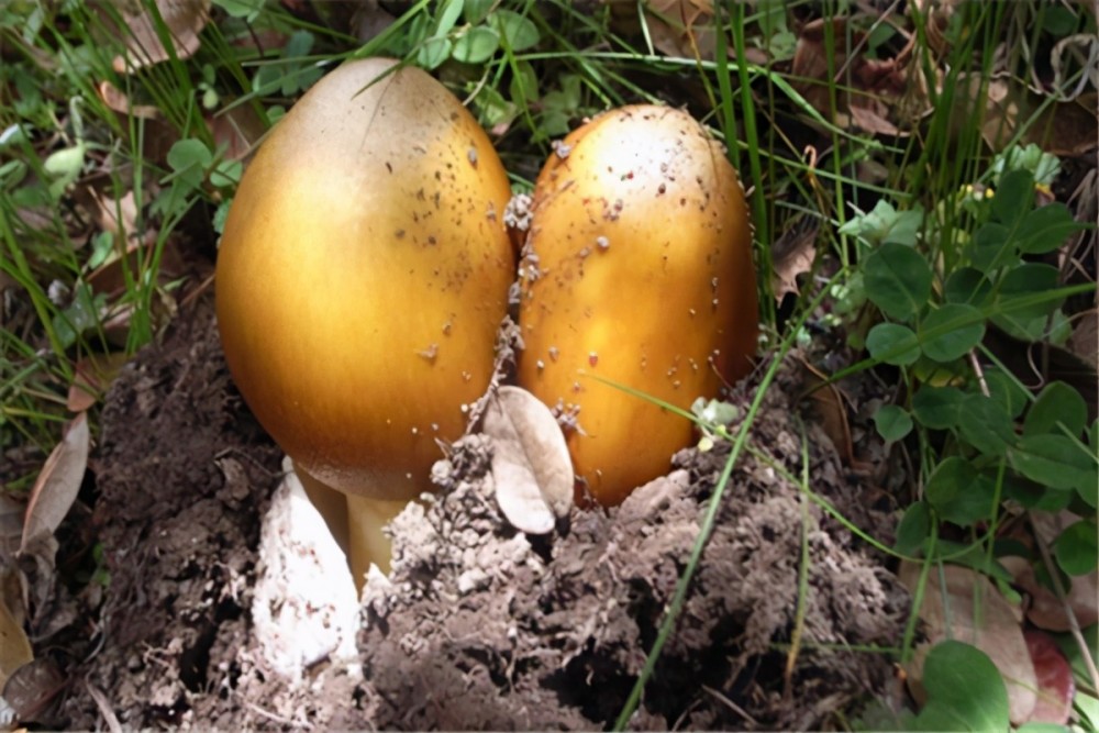 十大名贵菌类排行榜:松茸仅第三,第七清朝贡品