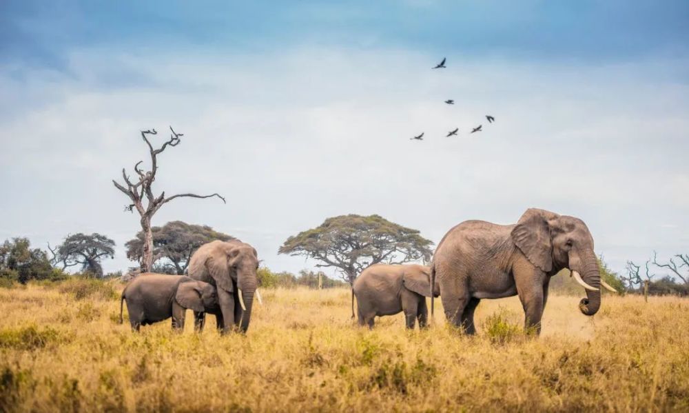 云南北漂象群一路向北哪里才是它们的终点