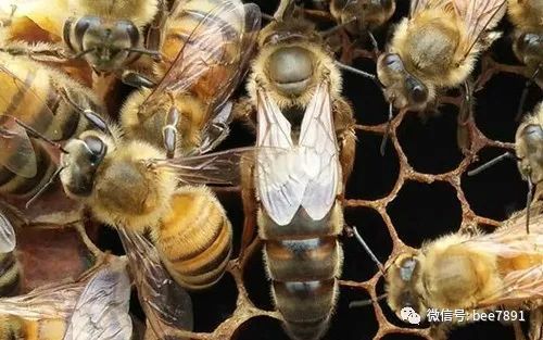 蜂群的优化复壮措施