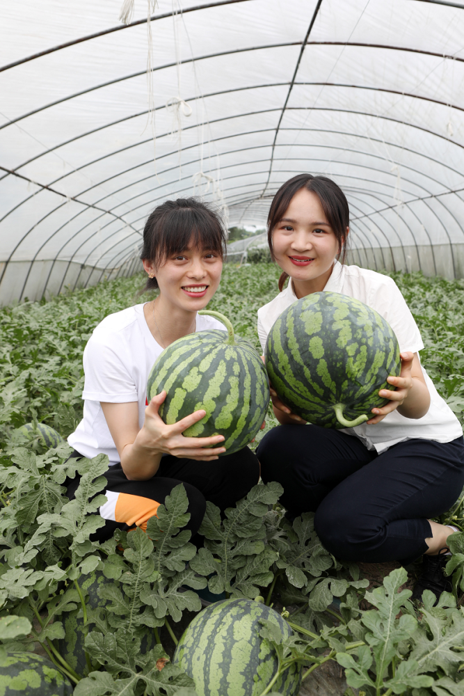 乡村振兴镇能量五间镇3000亩富硒西瓜熟了