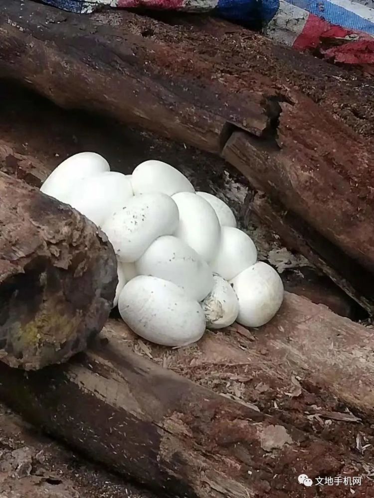 玉林某民房藏两条蟒蛇,还有一窝蛋……_腾讯新闻