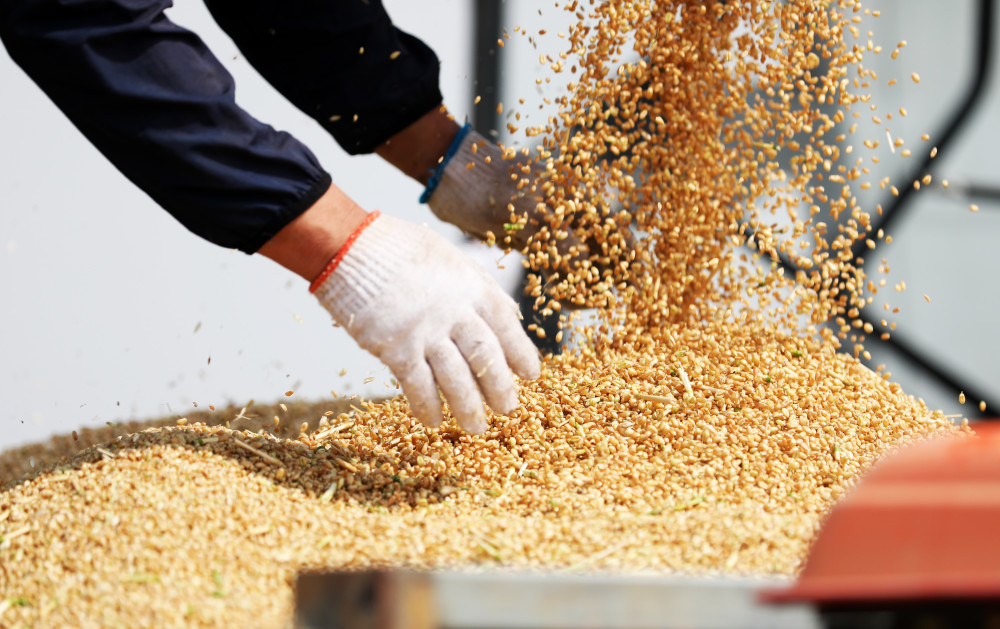 (图文互动)山东5985万亩小麦开始收获