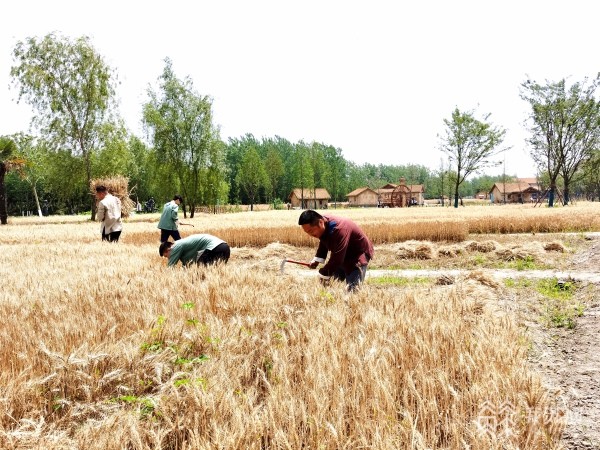盐城草房子乐园再现油麻地风情