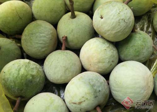 濒危物种蒜头果的逆袭