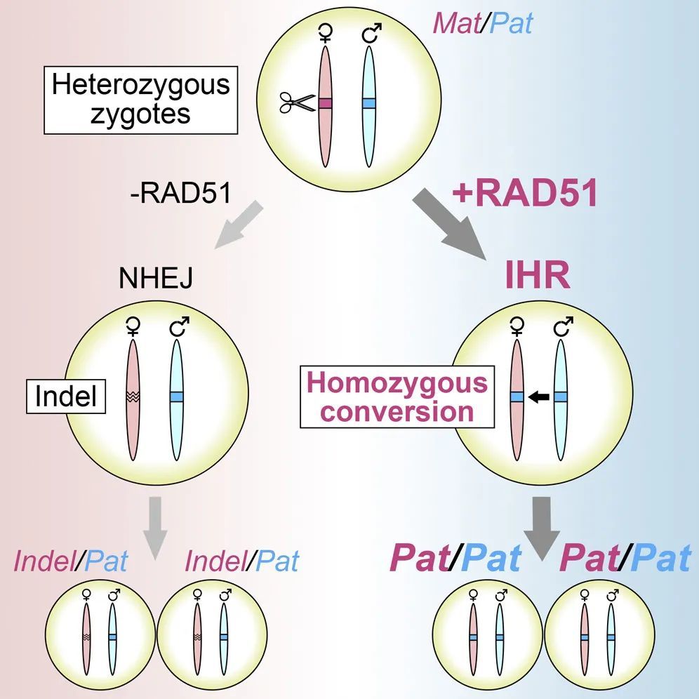 《细胞》:mit冯国平团队开发新方法纠正致病基因突变