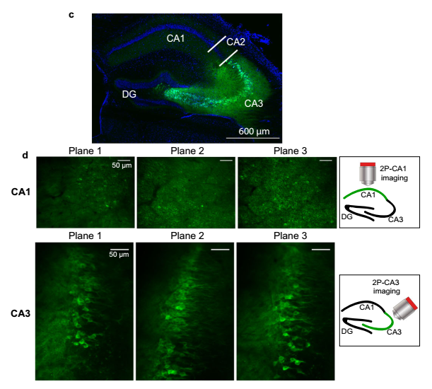 科学家揭示空间位置引起的海马位置细胞的动态变化过程