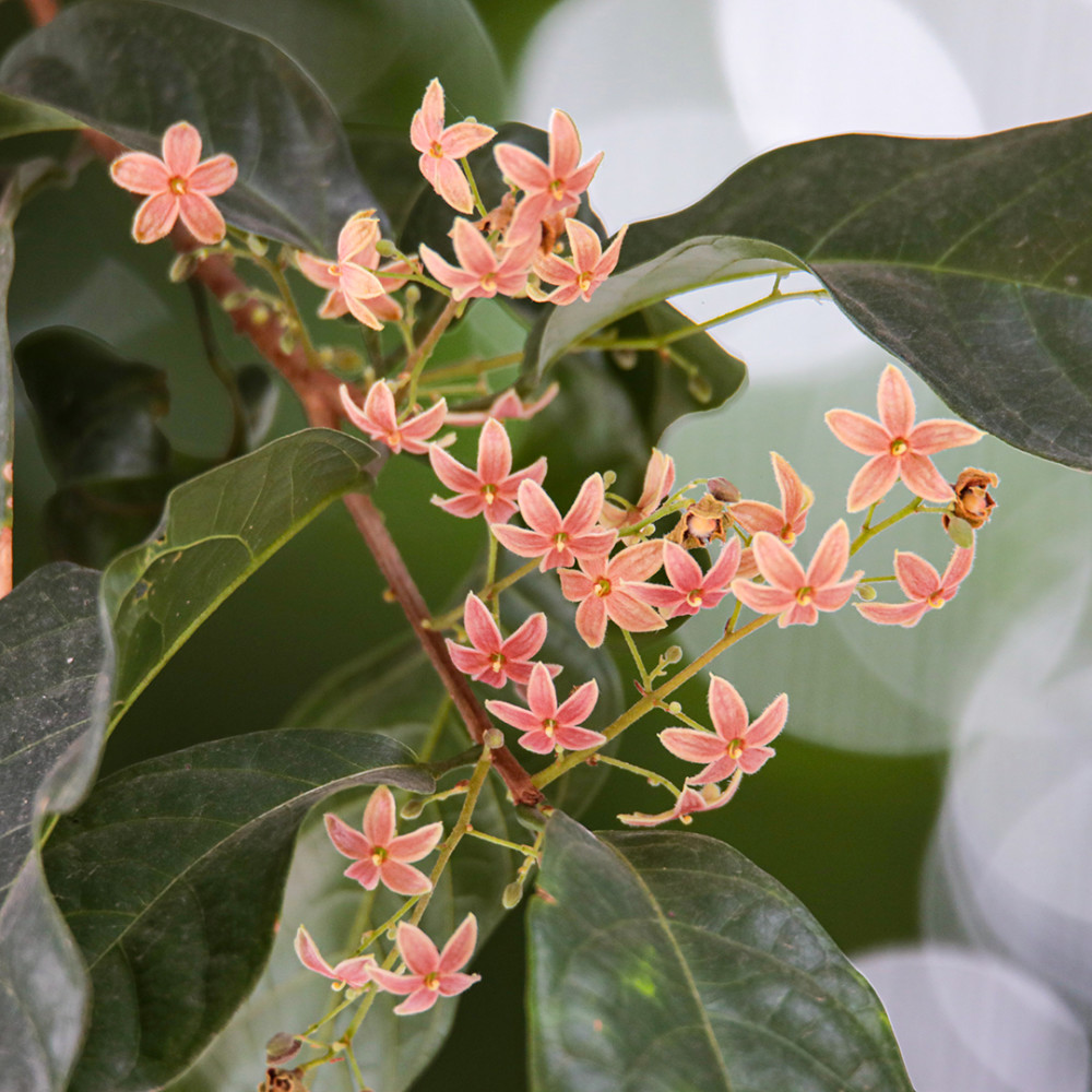 果熟红艳艳,红果比花美,假苹婆令人眼前一亮_腾讯新闻