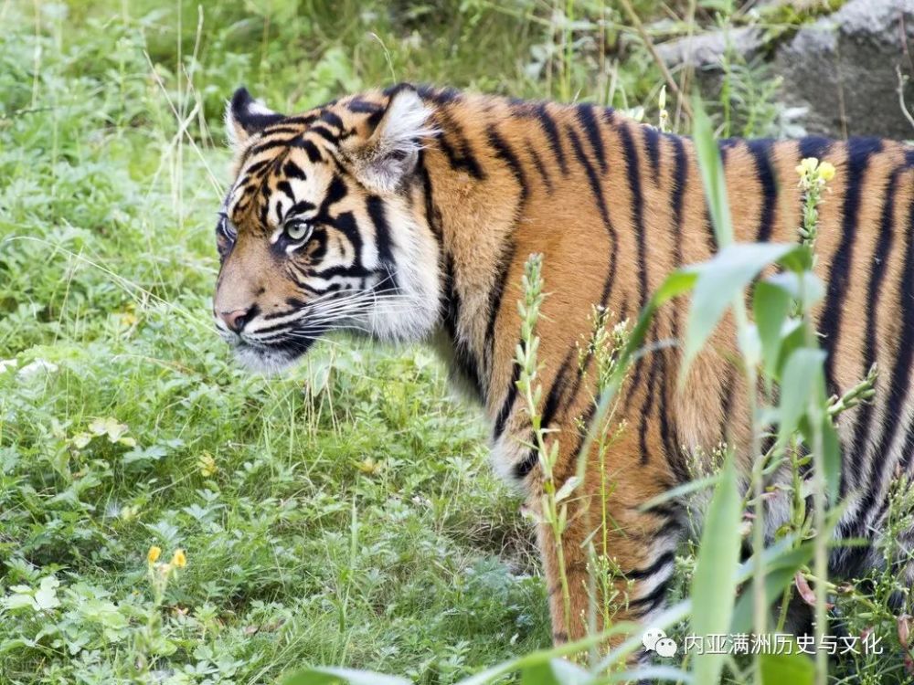 殺馬者是一雌一雄兩隻成年東北虎1999年5月28日,吉林省林業廳野生動物