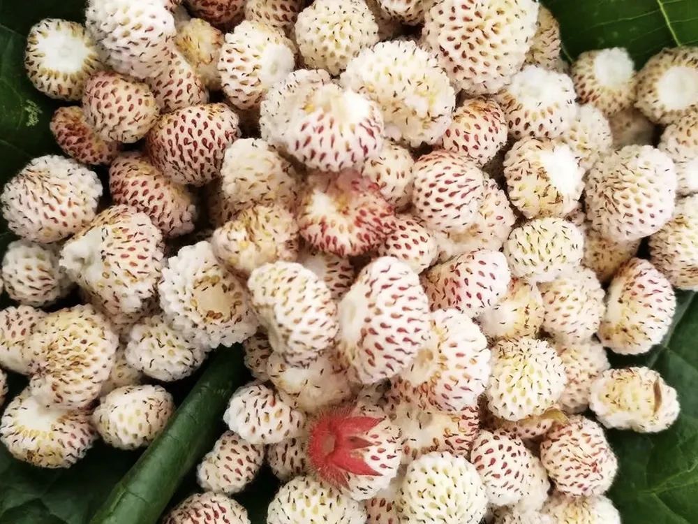 这种野草莓又熟了,山里遇见别错过,自带菠萝香味,市场百元一斤