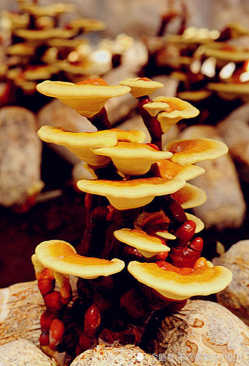 中科灵芝孢子油觉得灵芝中含哪些生物碱