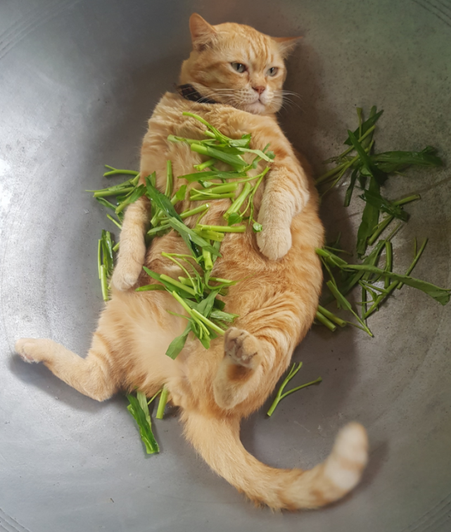 橘猫这种高端的食材往往只需要最简单的烹饪方法67676767