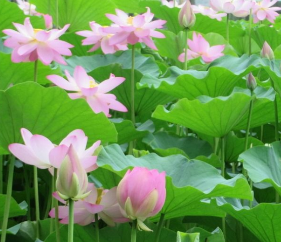 6月份开始 紫气东来 4属相贵人相助 运势芝麻开花 节节高升 腾讯新闻