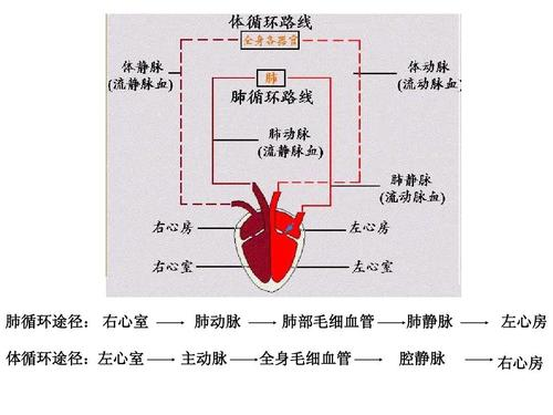 心脏健康的人,或有这些表现,看看你的心脏还健康吗?