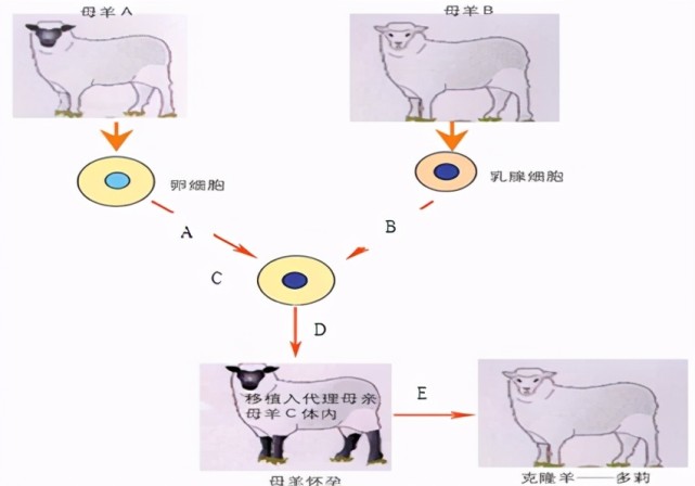 為什麼現在很少提克隆了多莉的一生就是答案太可憐了