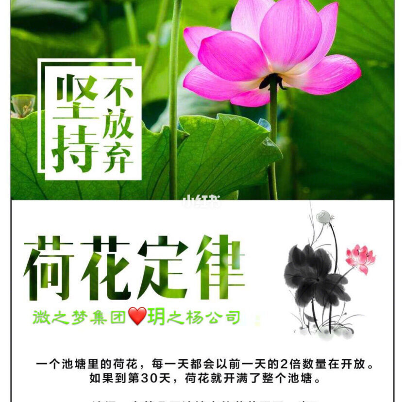 什么是荷花定律