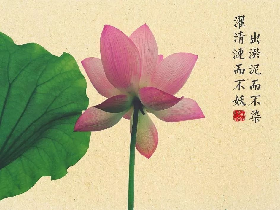 什么是荷花定律