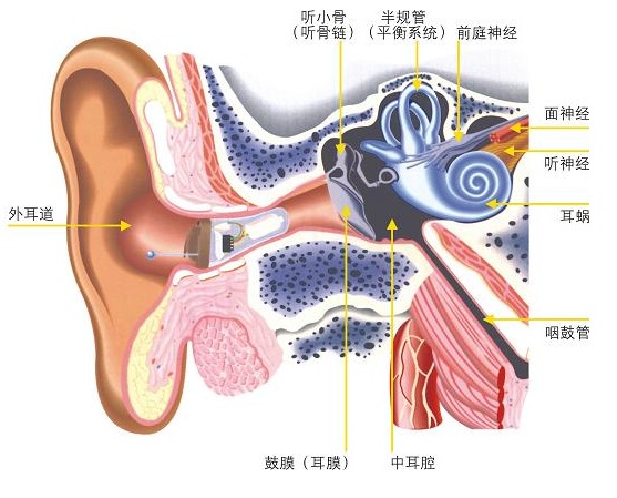 前庭器官是人体对运动状态和空间位置的感受器,而摇摇车上下左右的