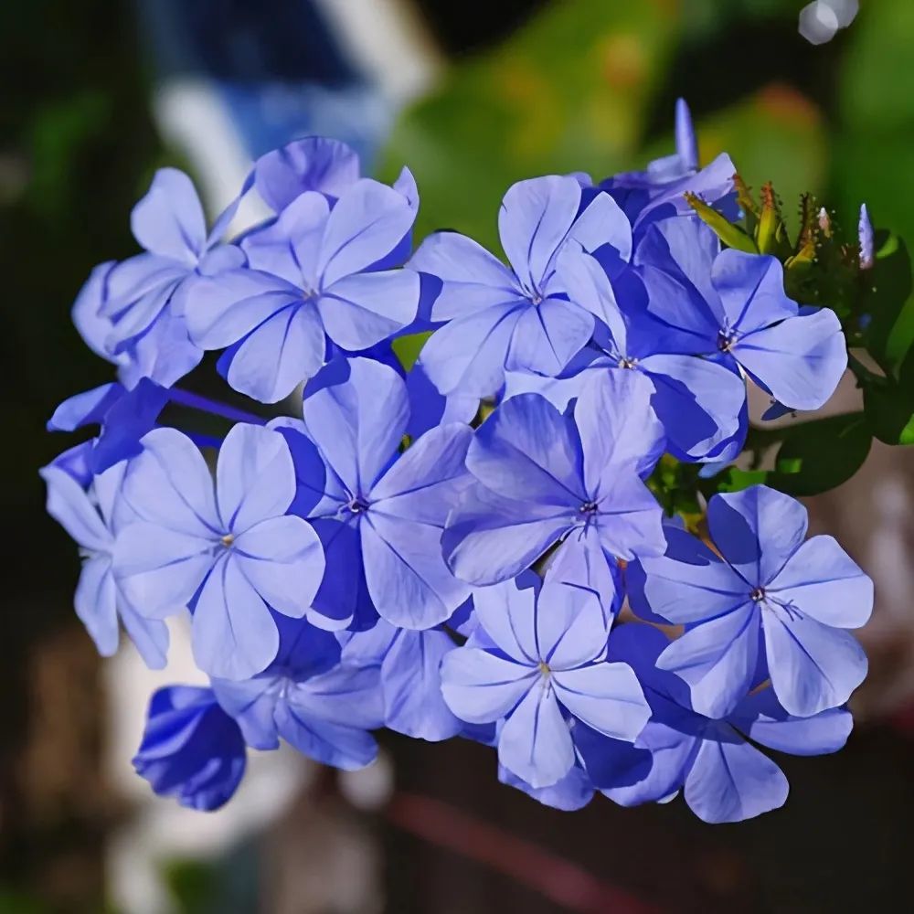 什麼花夏天開花(什麼花夏天開花秋天結果) - 0415花卉網