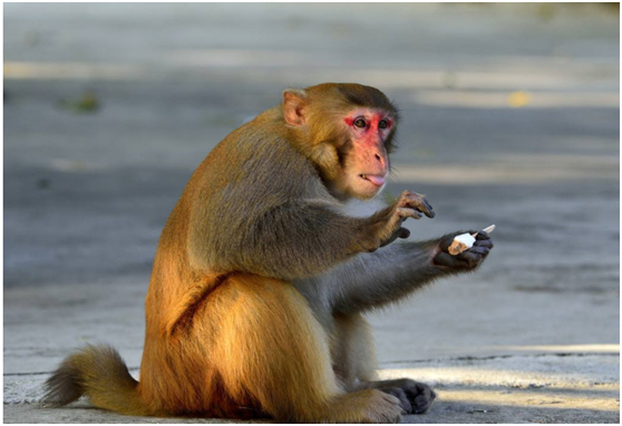 心理学:四只猴子哪一只是猴王?测你这辈子能不能出人头地