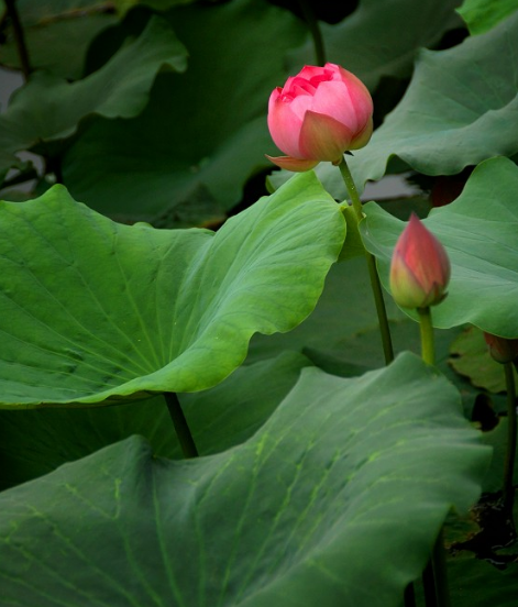 6月上旬 紫气东来 财运亨通 4属相事业蒸蒸日上 日子红红火火 腾讯新闻