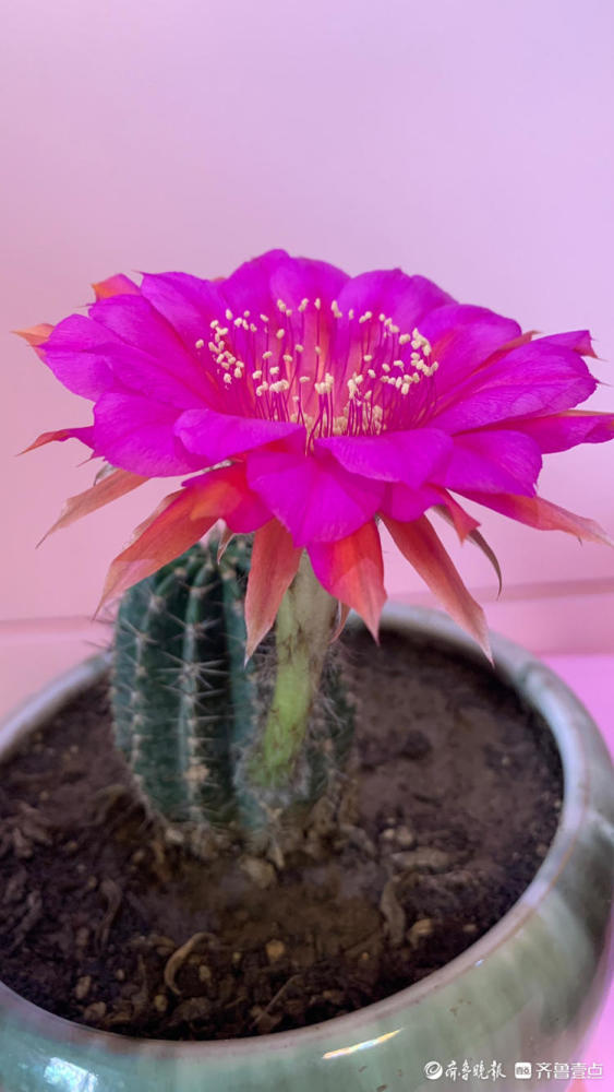 两颗仙人球上分别开出了美丽的花朵,漂亮极了