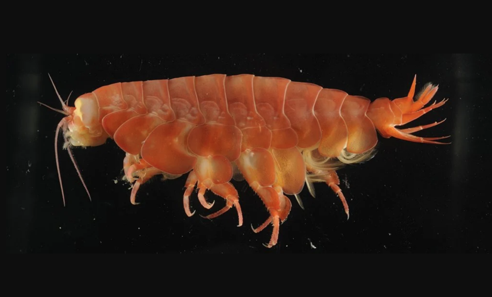 一种巨型甲壳类食腐动物在海洋深处被发现