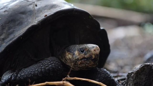 通过dna比对,在加拉帕格斯群岛发现的正是"已经宣告灭绝113年的费尔南
