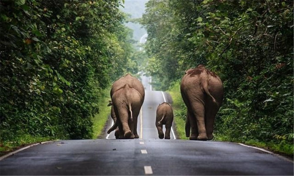 云南大象群照片图片