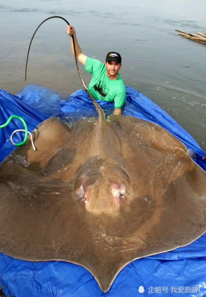 最大的鱼类是什么鱼(最大的鱼类是什么鱼图片)