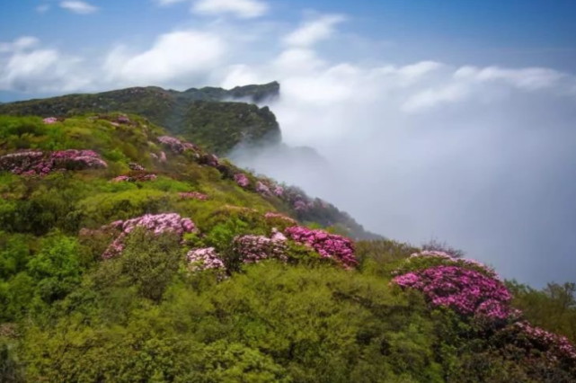 金佛山是世界自然遺產,國家5a級旅遊景點,國家風景區,國家森林公園