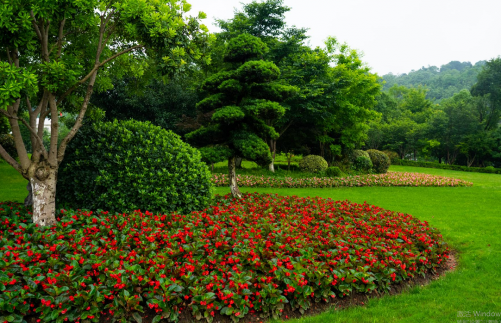 饶城换新装58万盆时令花卉上线